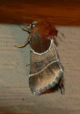 Arcigera Flower Moth - Schinia arcigera
