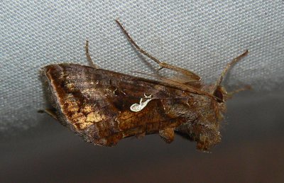 Common Looper Moth - Autographa precationis