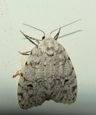 Little White Lichen Moth - Clemensia albata
