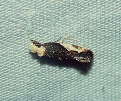 Yellow-headed Monopis Moth - Monopis pavlovskii