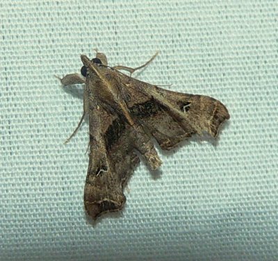 Faint-spotted Palthis - Palthis asopialis
