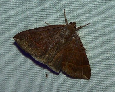 Maple Looper Moth - Parallelia bistriaris