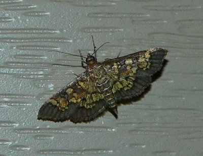 Darker Diacme Moth - Diacme adipaloides