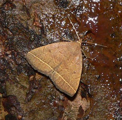 Yellowish Zanclognatha - Zanclognatha marcidilinea