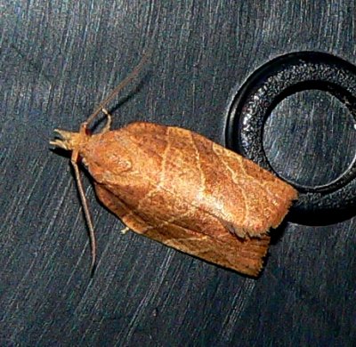 Three-lined Leafroller Moth - Pandemis limitata