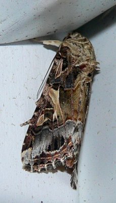 Yellow-striped Armyworm Moth - Spodoptera ornithogalli