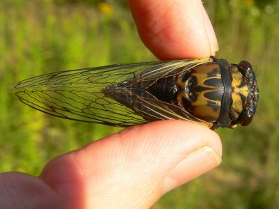 Scissor Grinder Cicada - Tibicen pruinosus