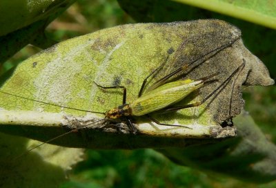 Black-horned Tree Cricket - Oecanthus nigricornis