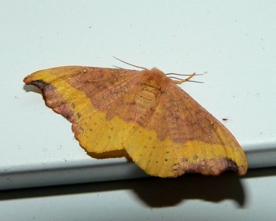Hooktip and False Owlet Moths -  Drepanoidea