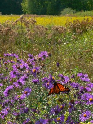 New England Aster and Monarch