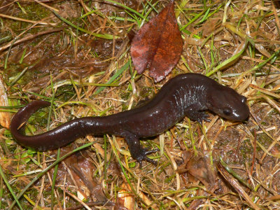 Jefferson Salamander - Ambystoma jeffersonianum