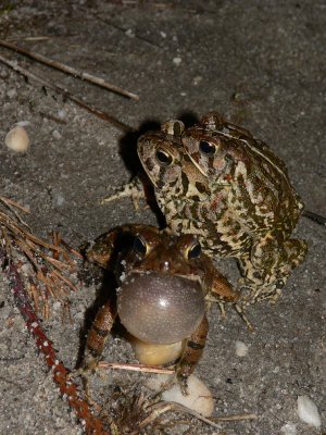 Fowler's Toads - Anaxyrus fowleri