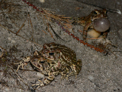 Fowler's Toads - Anaxyrus fowleri