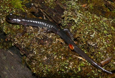 Northern Gray-cheeked Salamander - Plethodon montanus