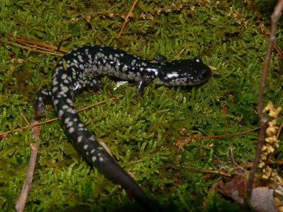 Slimy Salamander - Plethodon glutinosus