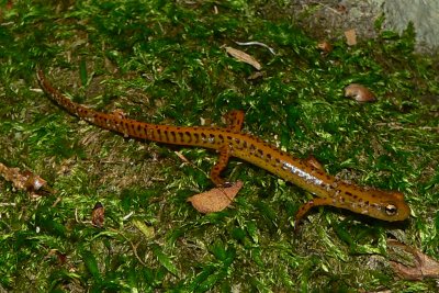 Long-tailed Salamander - Eurycea longicauda longicauda