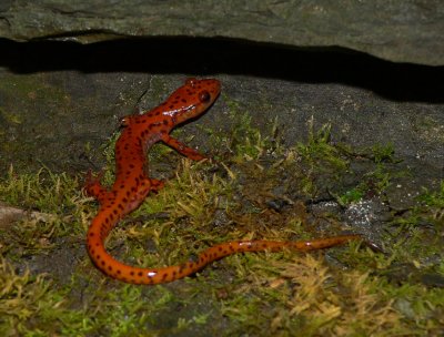 Cave Salamander - Eurycea lucifuga