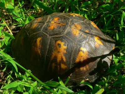 Eastern Box Turtle - Terrapene carolina carolina