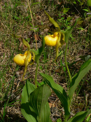Yellow Lady's-Slipper - Cypripedium calceolus