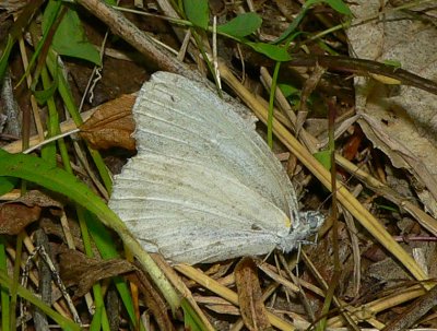 West Virginia White - Pieris virginiensis