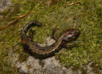 Weller's Salamander - Plethodon welleri