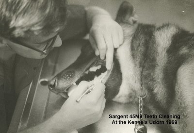 Teeth Cleaning At The Kennels  Sargent 4M59  Udorn 1969  2