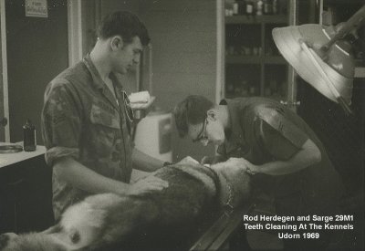 Teeth Cleaning at Kennels  Sarge 29M1  Udorn 1969
