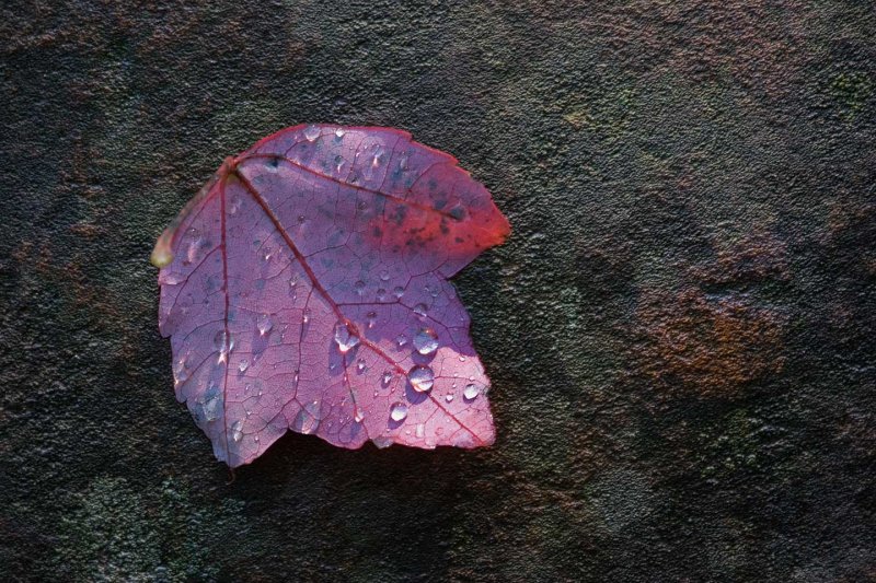 Red Leaf *.jpg
