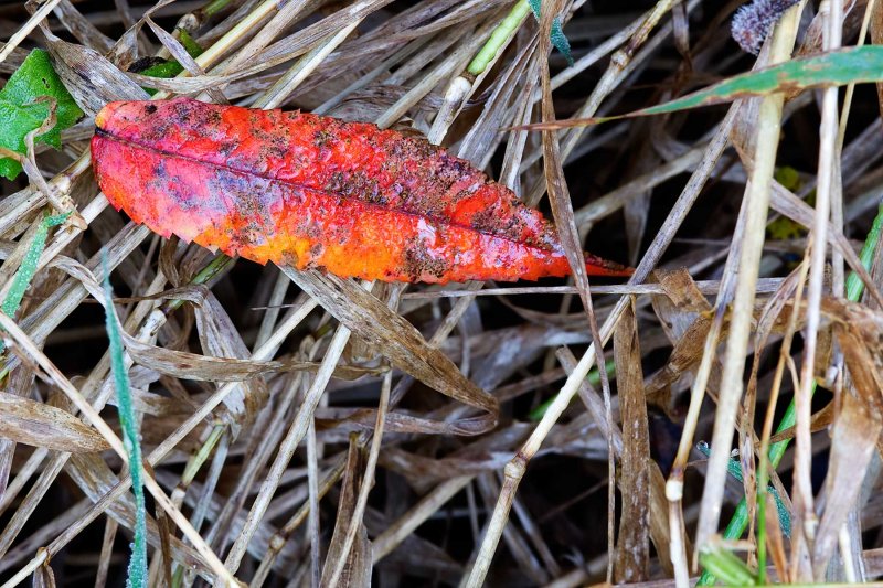 On the Damp Weeds *.jpg