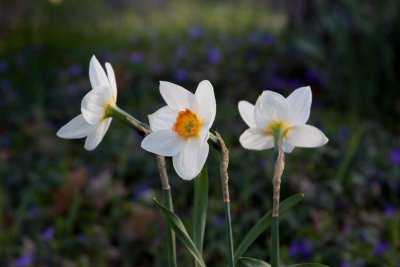 3 Daffodils *.jpg