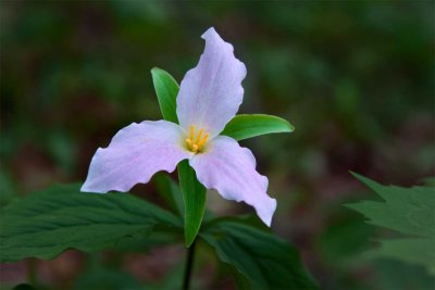 Spencer Lake Trillium *.jpg