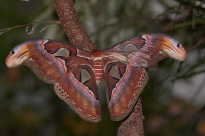 Atlas Moth *.jpg