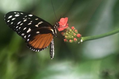 Cream Spotted Tiger Wing.jpg