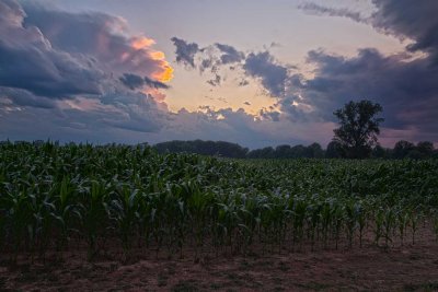 Corn-Field-Sunset.jpg