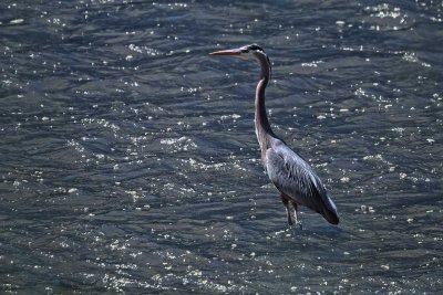 Blue Heron - Cuyahoga Valley National Park.jpg