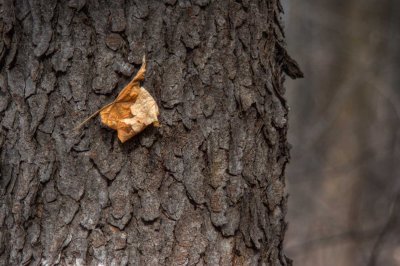 Leaf on Bark *.jpg