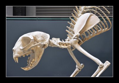 Giant cat skeleton by Dan halen - Tate Modern (EPO_7007)