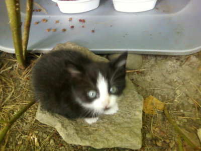 about 4 weeks old