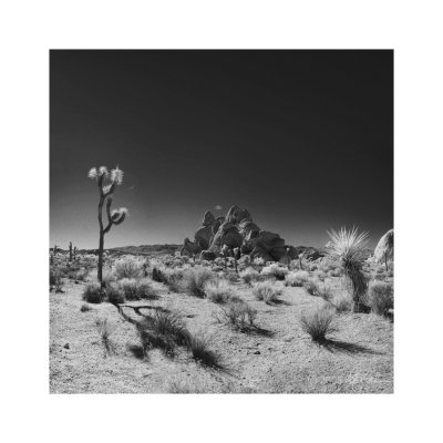 Palm Springs / Joshua Tree