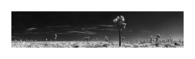 Joshua Tree IR Pano #4