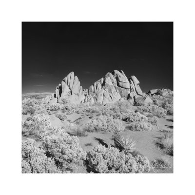 Joshua Tree Sq #5