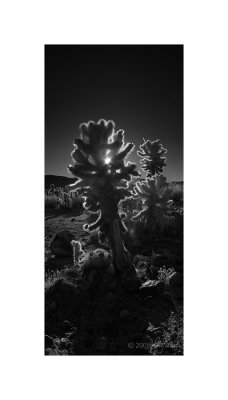 Joshua Tree Vrtl #1