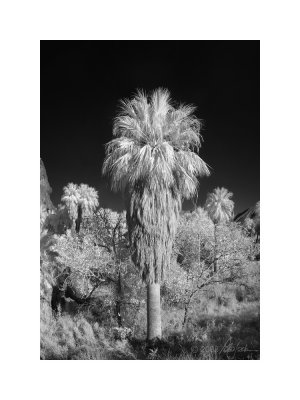 Palm Springs #8