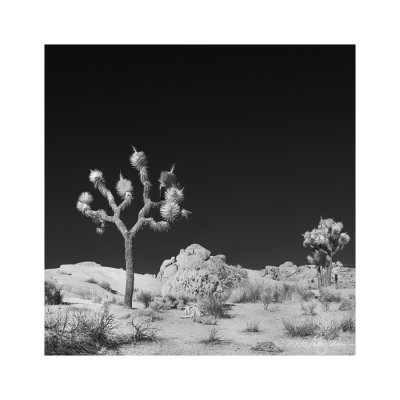 Joshua Tree Sq #6