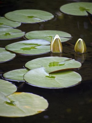 w_8071540.jpg