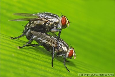 Mating flies
