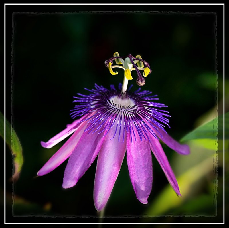 flower.jpg