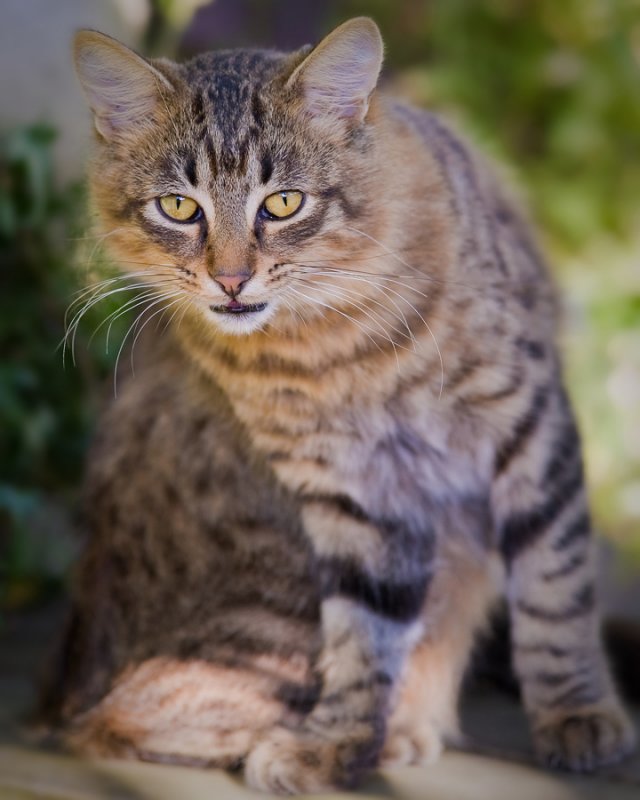 _DSC0873Browney.jpg