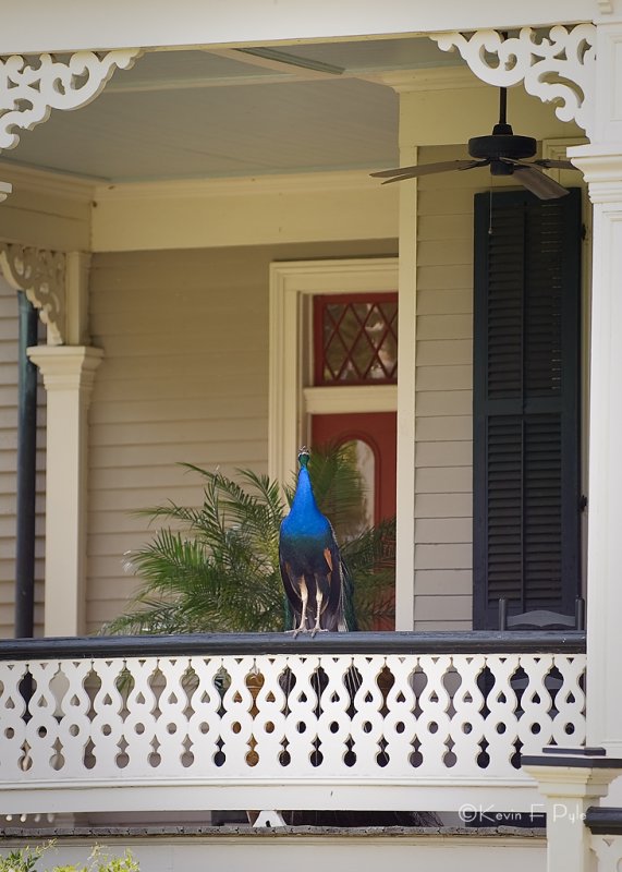 JeffersonIsl041710_0163.JPG
