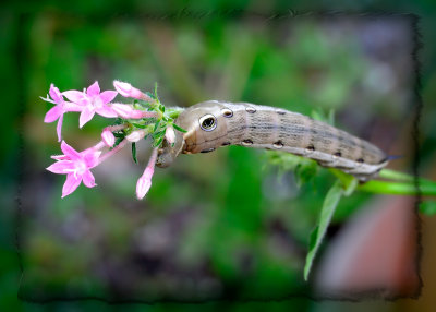 ElephantHawkMoth.jpg